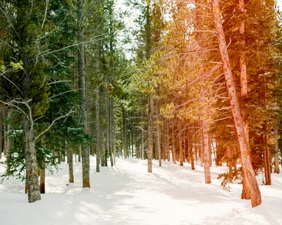白天，积雪覆盖的地面上长着棕色的树